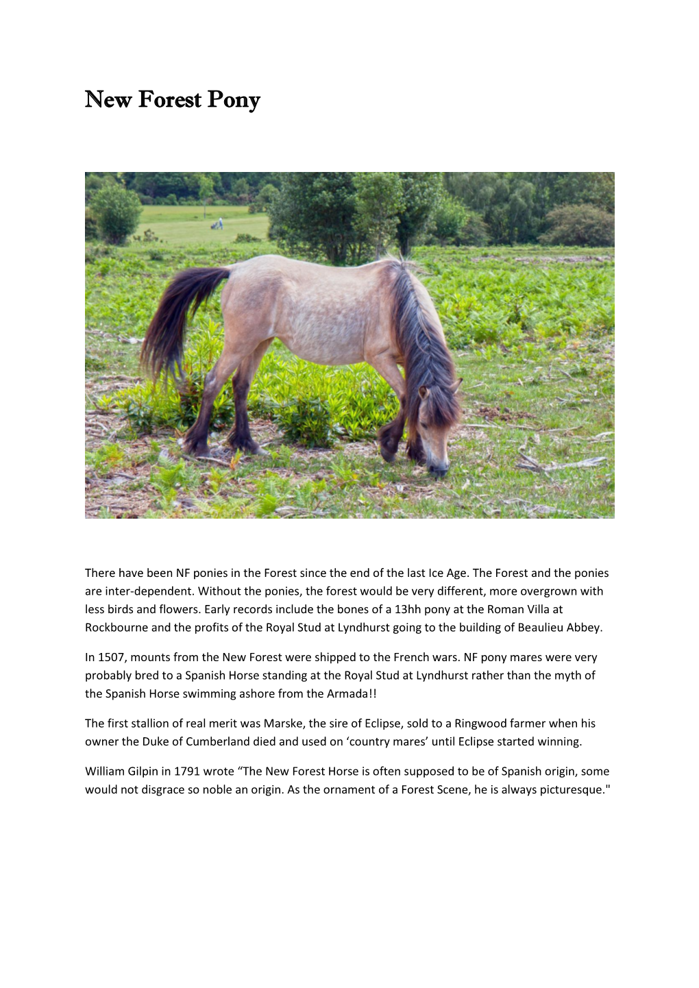 New Forest Pony