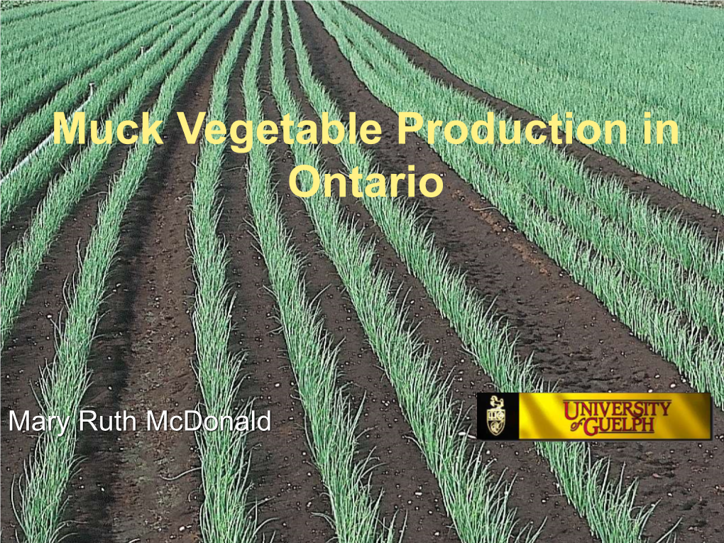 Muck Vegetable Production in Ontario