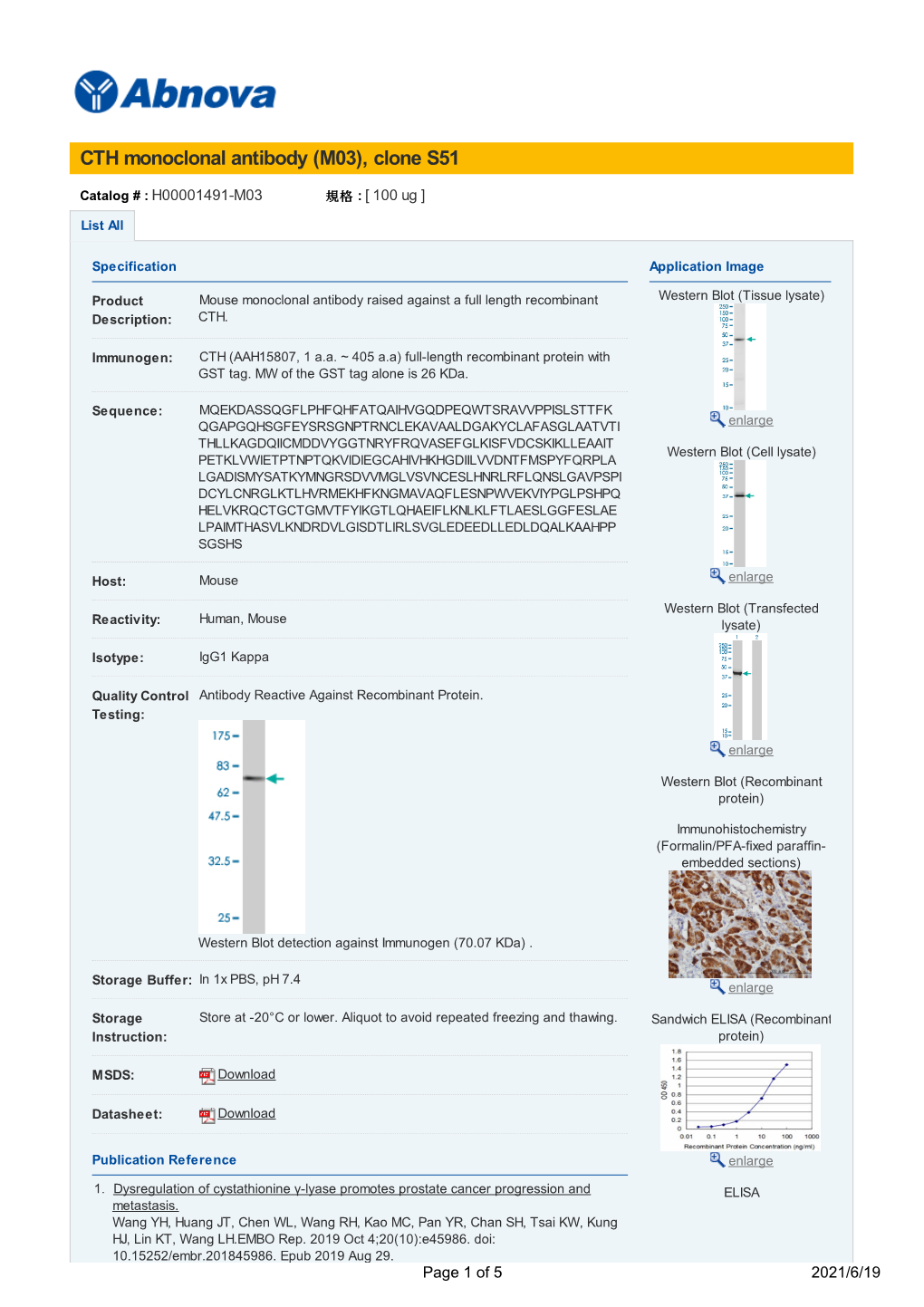 CTH Monoclonal Antibody (M03), Clone S51