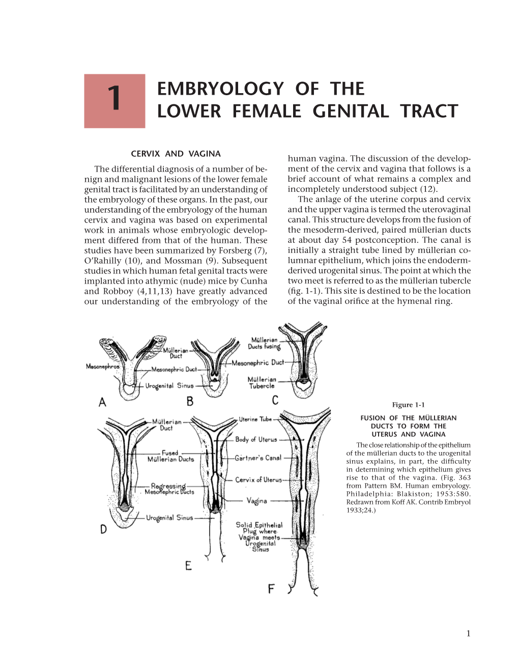 Embryology of the Lower Female Genital Tract