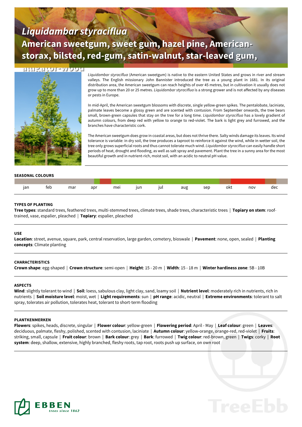 Liquidambar Styraciflua