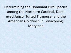 Determining the Dominant Bird Species Among the Northern