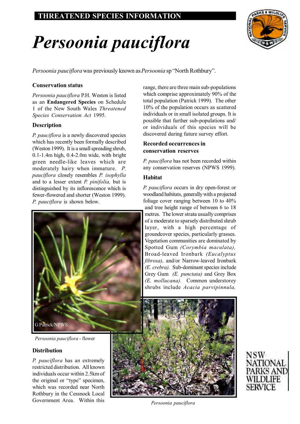 Persoonia Pauciflora