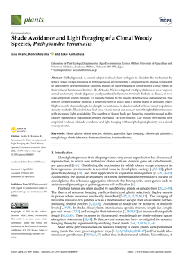 Shade Avoidance and Light Foraging of a Clonal Woody Species, Pachysandra Terminalis