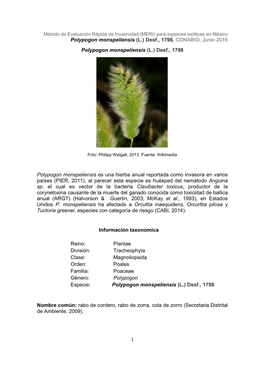 Polypogon Monspeliensis (L.) Desf., 1798, CONABIO, Junio 2016 Polypogon Monspeliensis (L.) Desf., 1798