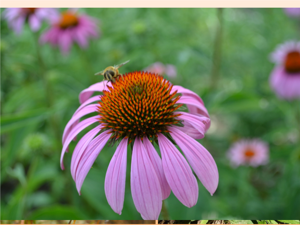 Flowers, Fruits and Seeds and Seedlings