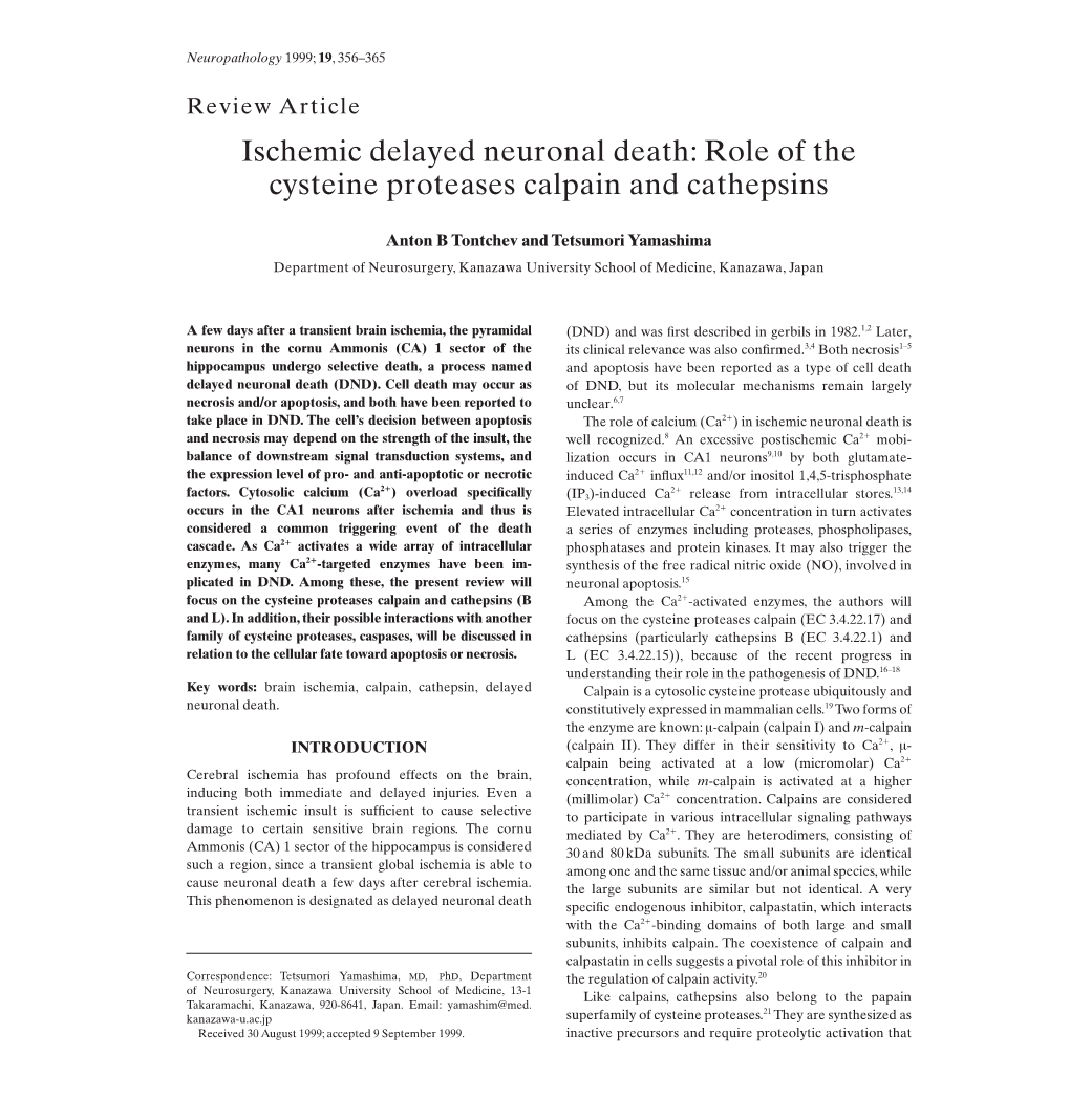 Role of the Cysteine Proteases Calpain and Cathepsins