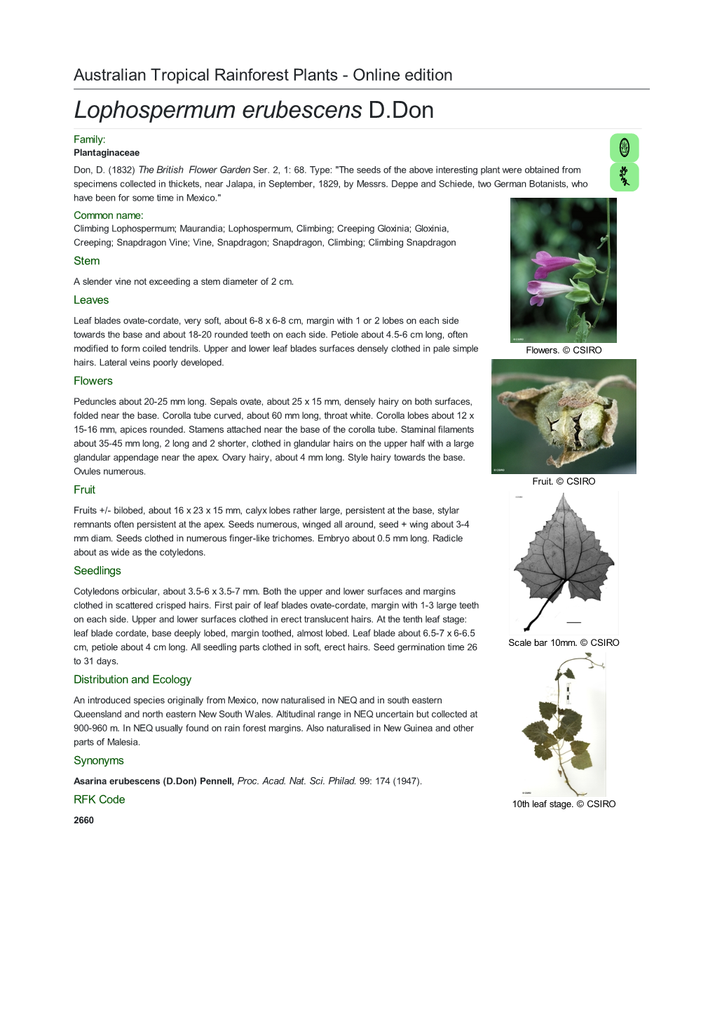 Lophospermum Erubescens D.Don Family: Plantaginaceae Don, D