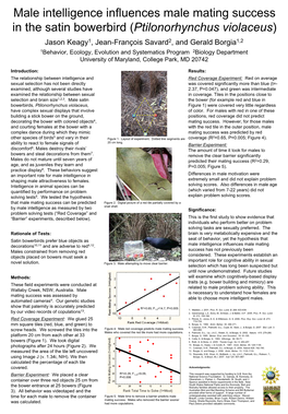 Male Intelligence Influences Male Mating Success in the Satin