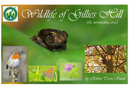 Wildlife of Gillies Hill (And Surrounding Area)