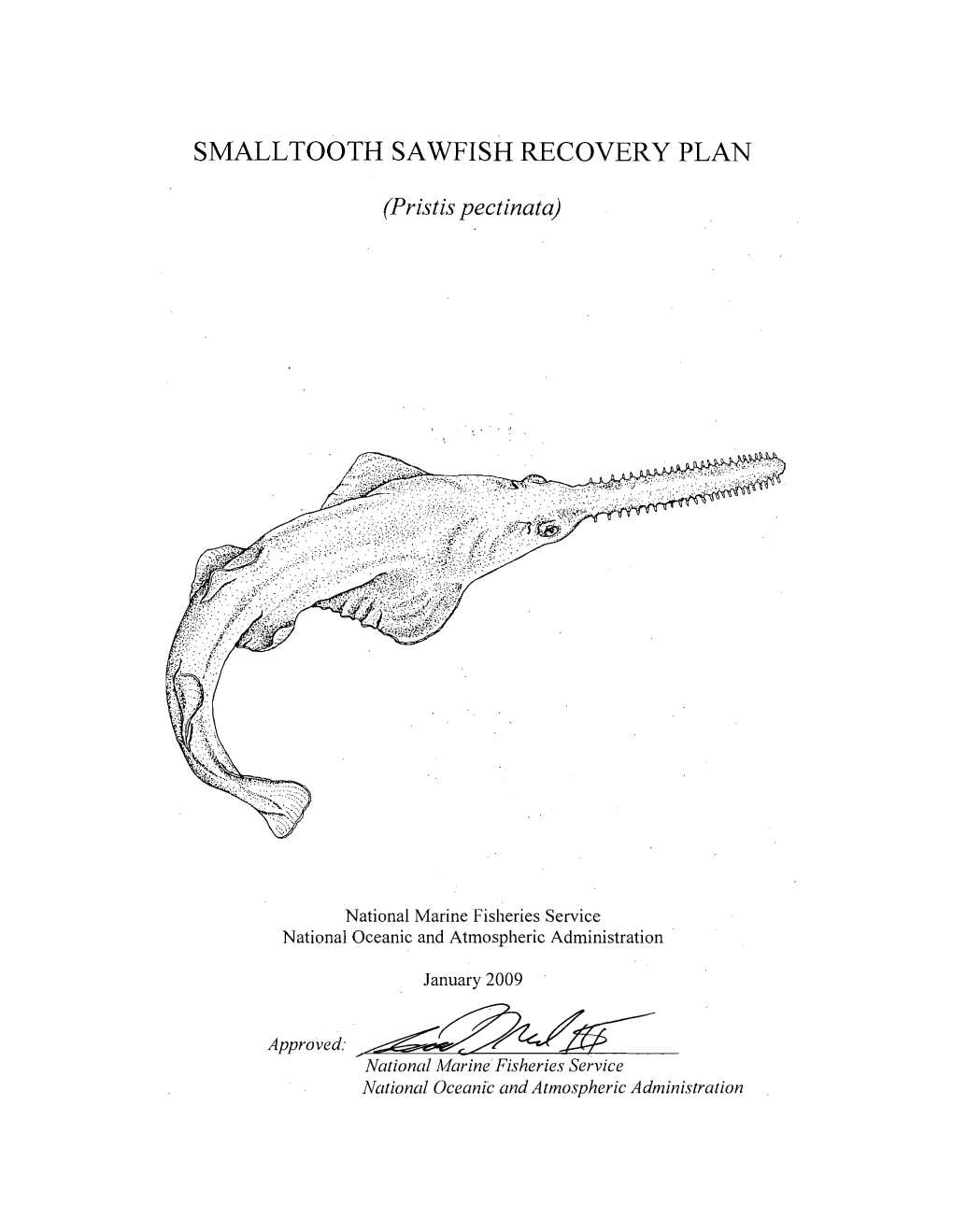 Recovery Plan for Smalltooth Sawfish (Pristis Pectinata)