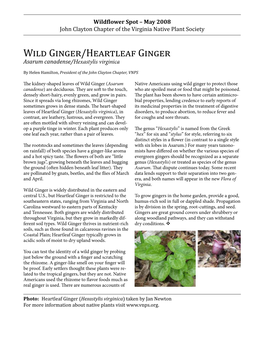 Wild Ginger/Heartleaf Ginger