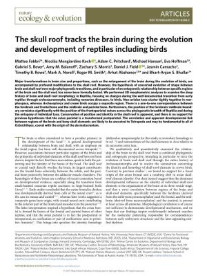 The Skull Roof Tracks the Brain During the Evolution and Development of Reptiles Including Birds