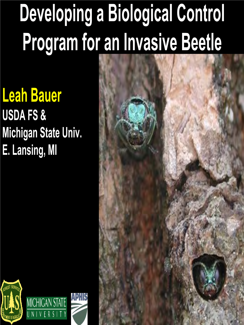 Developing a Biological Control Program for an Invasive Beetle