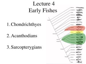 Lecture 4 Early Fishes