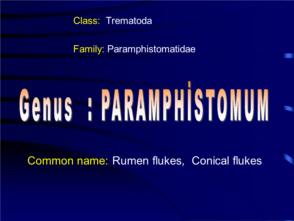 Phylum Platyhelminthes