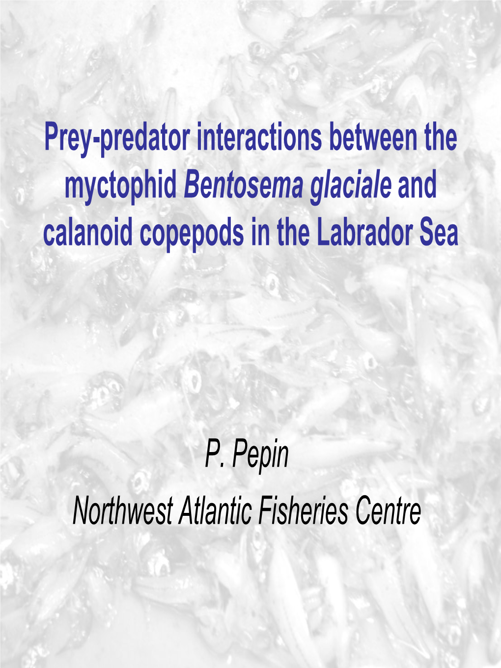 Prey-Predator Interactions Between the Myctophid Bentosema Glaciale and Calanoid Copepods in the Labrador Sea