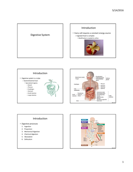 Digestive System Introduction Introduction Introduction