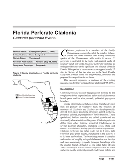 Florida Perforate Cladonia Cladonia Perforata Evans
