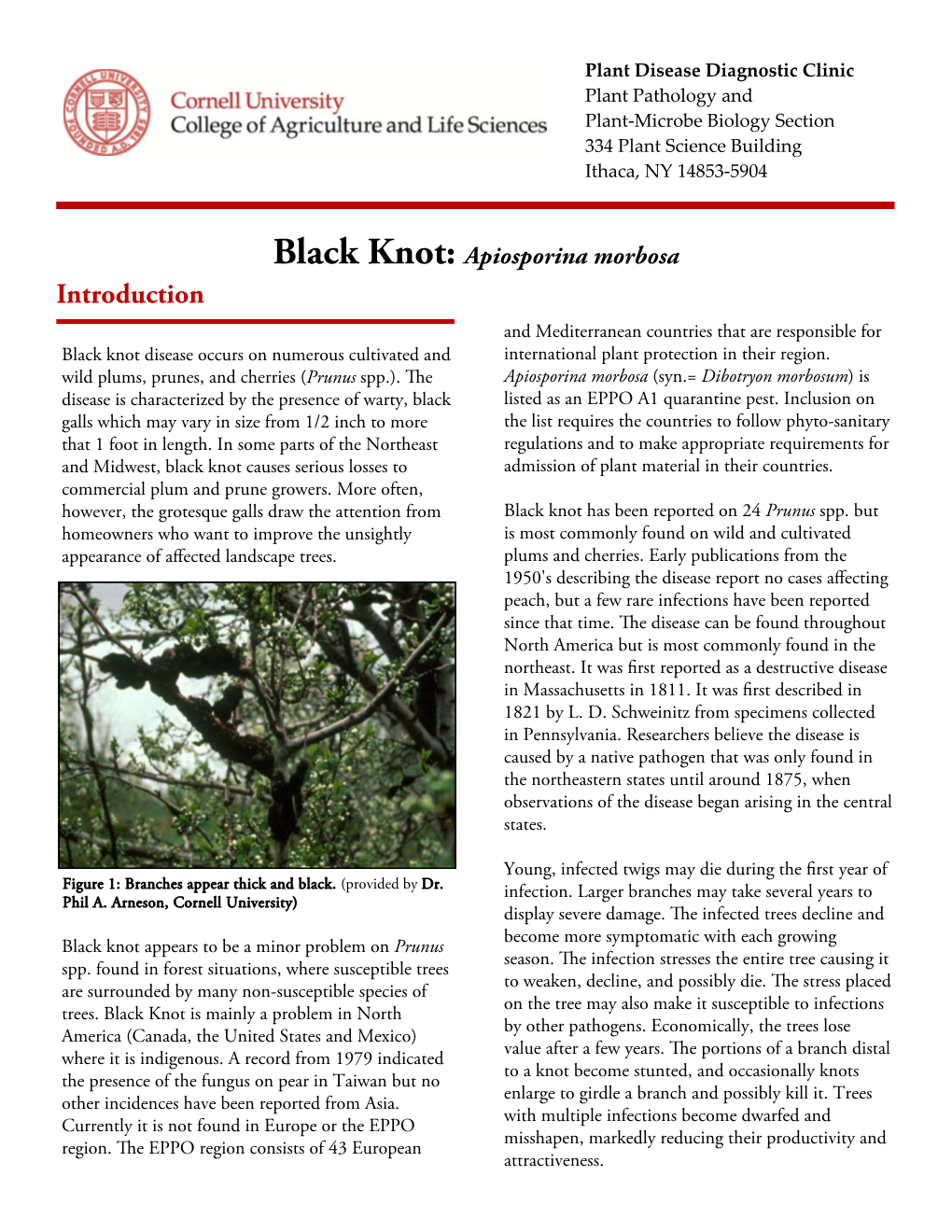 Introduction and Mediterranean Countries That Are Responsible for Black Knot Disease Occurs on Numerous Cultivated and International Plant Protection in Their Region