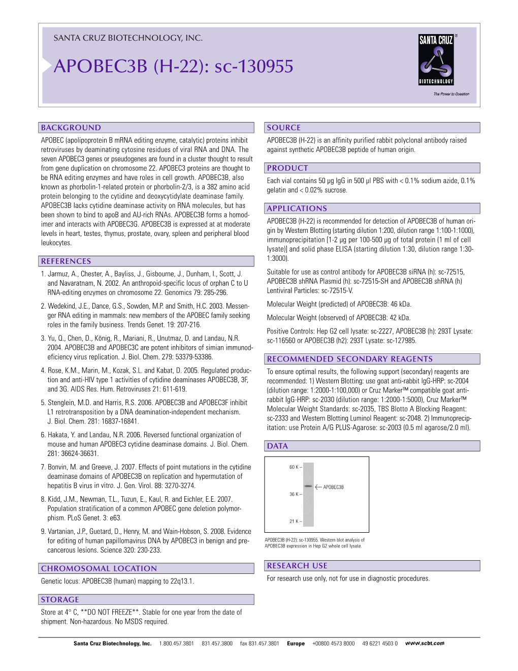 APOBEC3B (H-22): Sc-130955