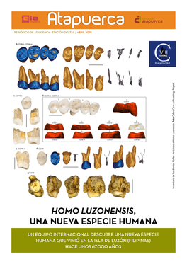 Homo Luzonensis Una Nueva Especie Humana