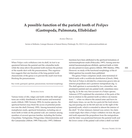 A Possible Function of the Parietal Tooth of Pedipes (Gastropoda, Pulmonata, Ellobiidae)