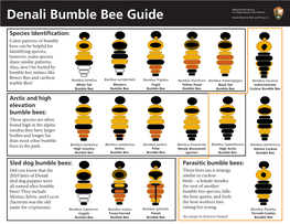 Denali Bumble Bee Guide Denali National Park and Preserve