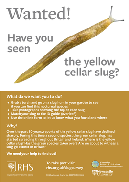 Yellow Cellar Slug ID Guide