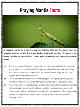 Praying Mantis Facts