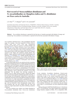 First Record of Neoscytalidium Dimidiatum and N. Novaehollandiae on Mangifera Indica and N