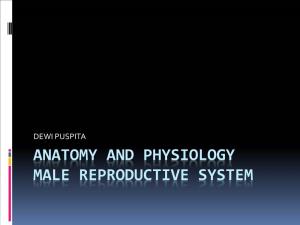 Anatomy and Physiology Male Reproductive System References