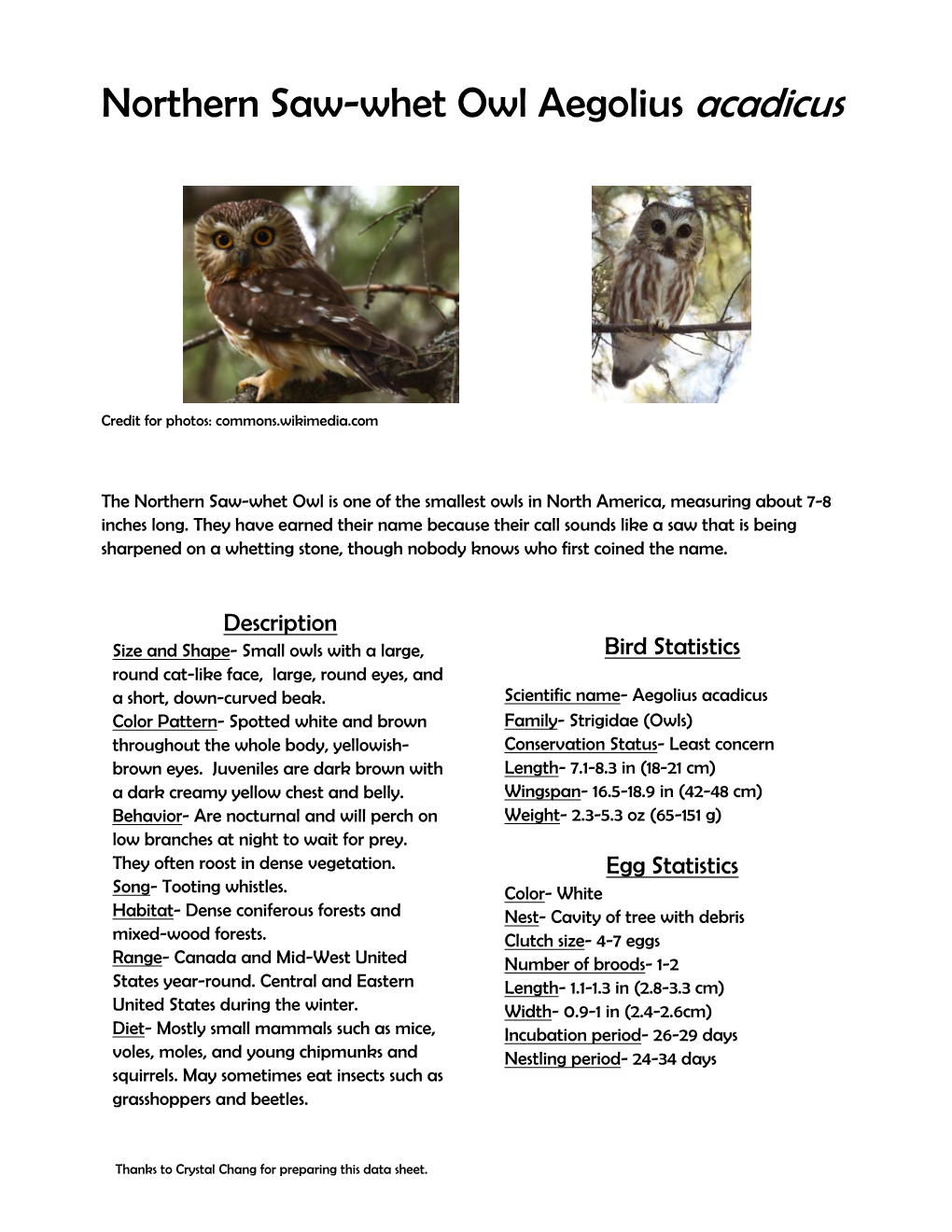 Northern Saw-Whet Owl Aegolius Acadicus