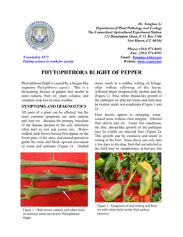 Phytophthora Blight of Pepper