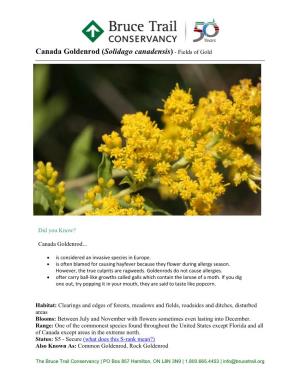 Canada Goldenrod (Solidago Canadensis) - Fields of Gold