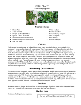 CORN PLANT Dracena Fragrans Characteristics Culture Noteworthy