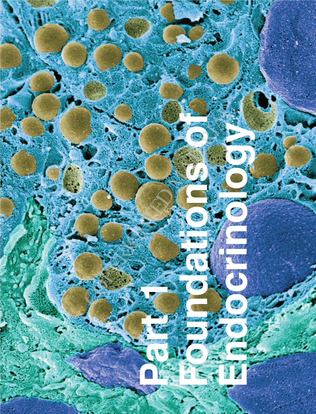 P Art 1 Foundations of Endocrinology