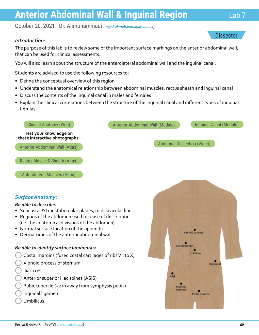 Anterior Abdominal Wall & Inguinal Region