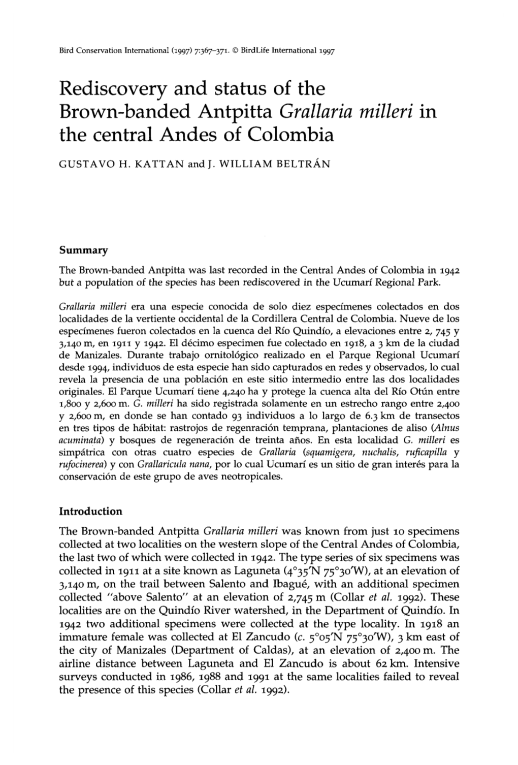 Rediscovery and Status of the Brown-Banded Antpitta Grallaria Milleri in the Central Andes of Colombia