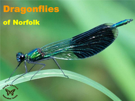 Dragonflies of Norfolk Copyright Norfolk & Norwich Naturalists’ Society (Registered Charity 291604)