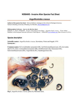 Invasive Alien Species Fact Sheet Anguillicoloides Crassus