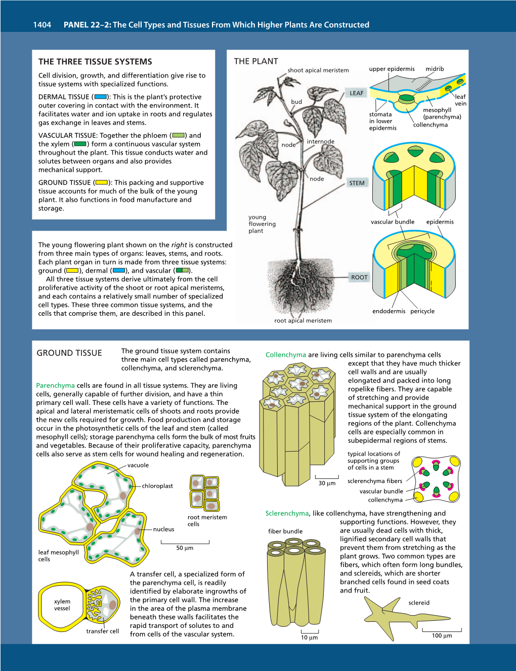 The Three Tissue Systems the Plant Ground Tissue 1404