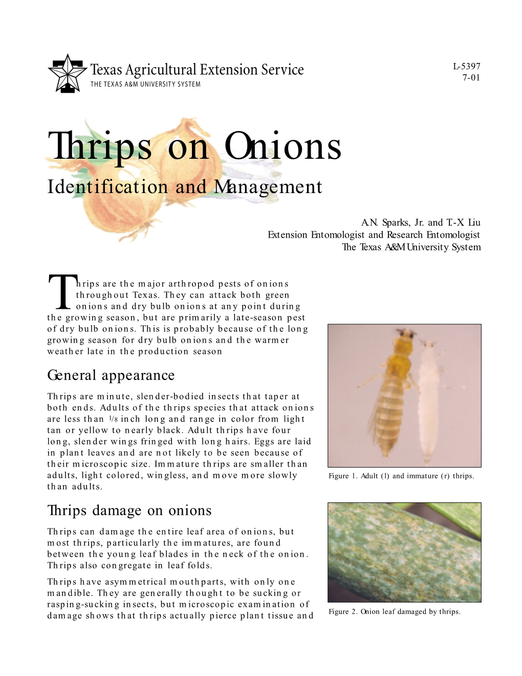 Thrips on Onions Identification and Management