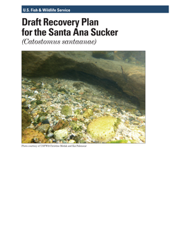 Draft Recovery Plan for the Santa Ana Sucker (Catostomus Santaanae)