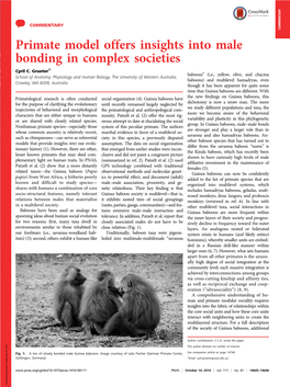 Primate Model Offers Insights Into Male Bonding in Complex Societies Cyril C