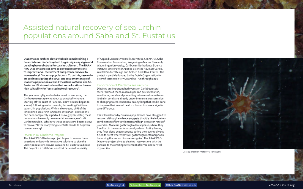 Assisted Natural Recovery of Sea Urchin Populations Around Saba and St. Eustatius