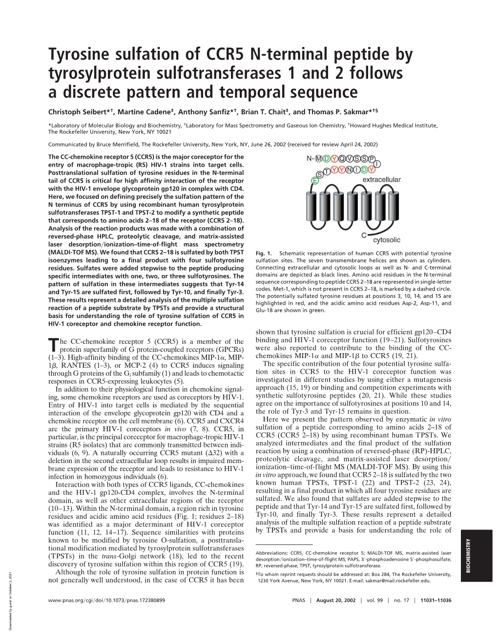 Tyrosine Sulfation of CCR5 N-Terminal Peptide by Tyrosylprotein Sulfotransferases 1 and 2 Follows a Discrete Pattern and Temporal Sequence