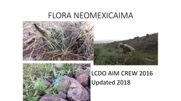 Flora Neomexicaima U
