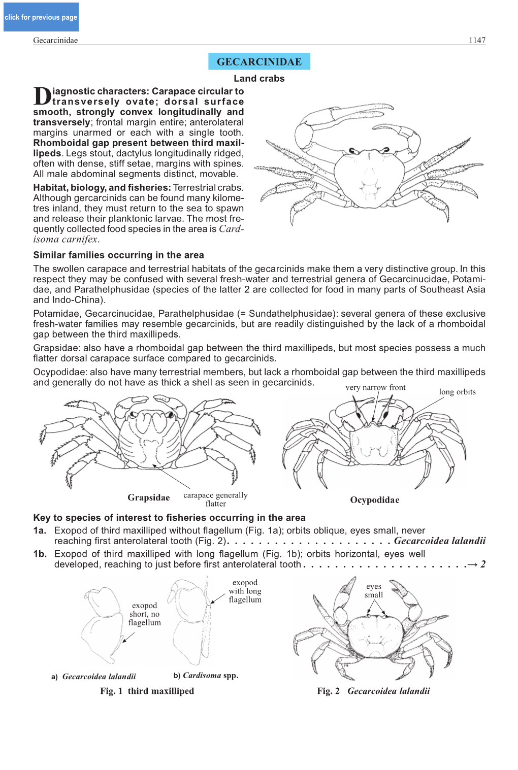 Gecarcinidae 1147