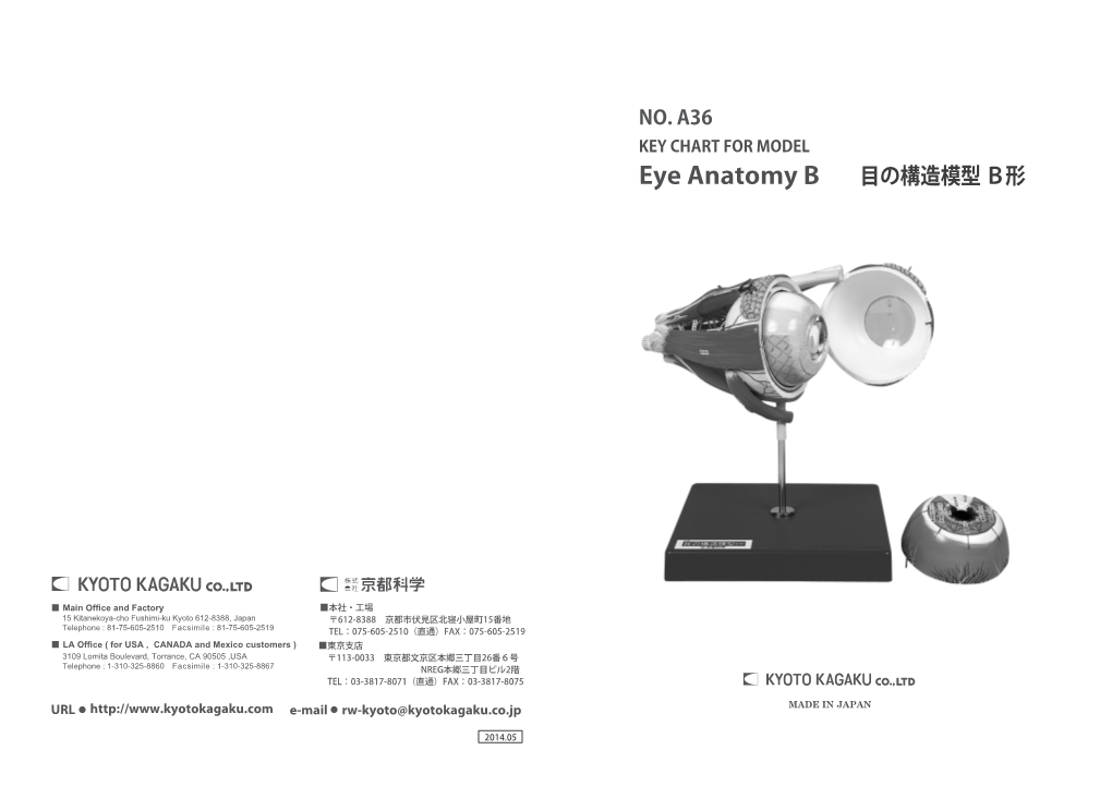 Eye Anatomy B 目の構造模型 Ｂ形